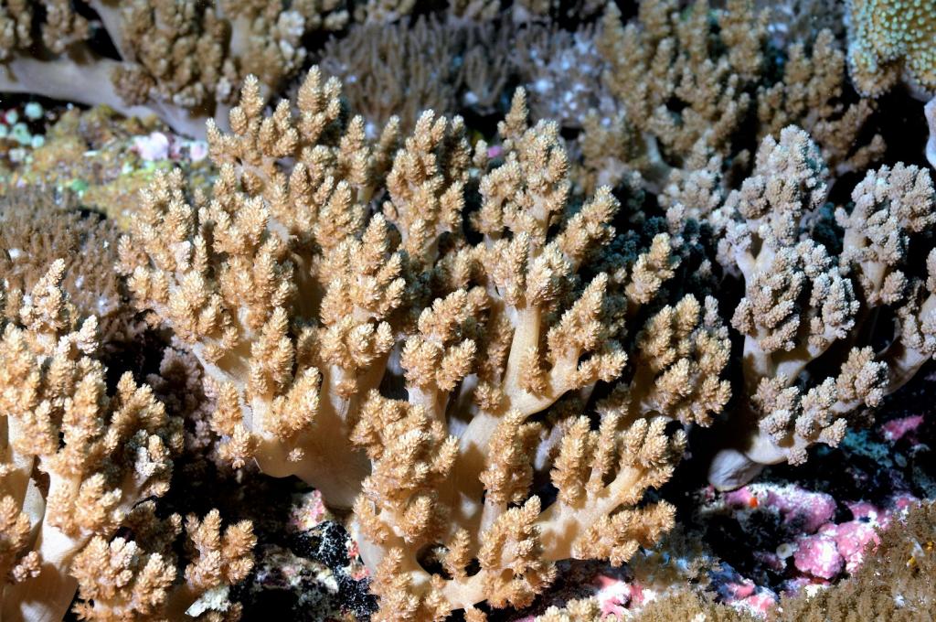 Litophyton nigrum (Kükenthal, 1895) | 臺灣生命大百科 Litophyton nigrum (Kükenthal, 1895) | 臺灣生命大百科