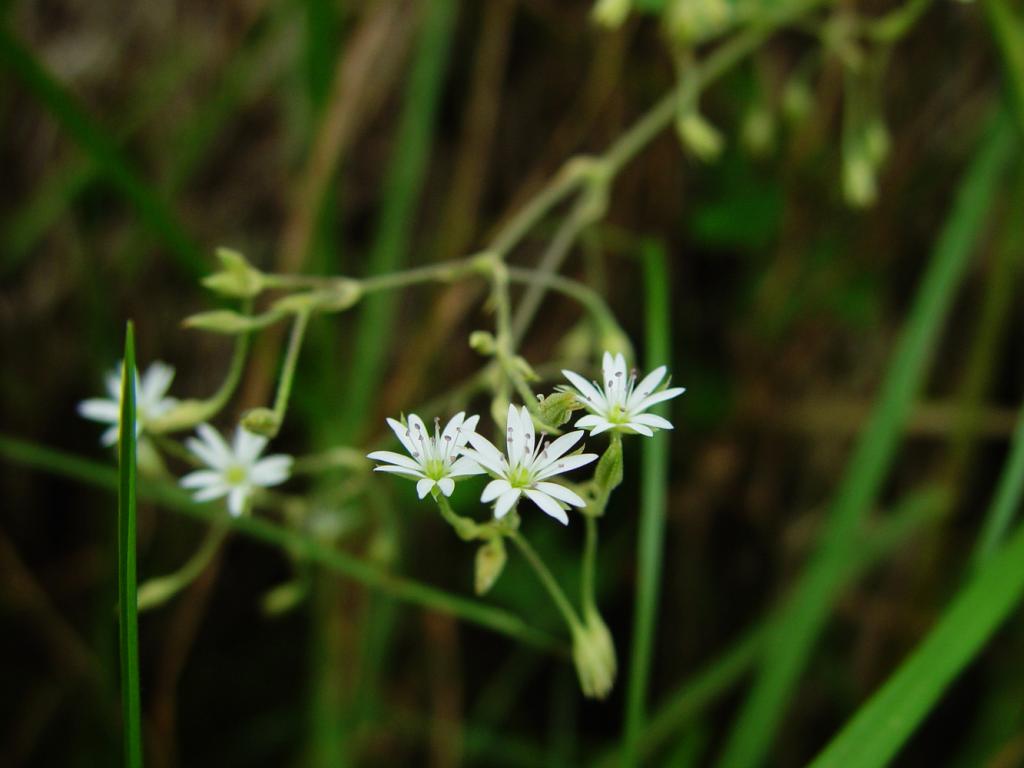 Stellaria Neglecta 臺灣生命大百科