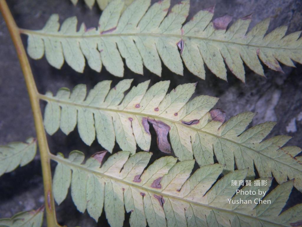Cibotium Kaulf. | 臺灣生命大百科 Cibotium Kaulf. | 臺灣生命大百科