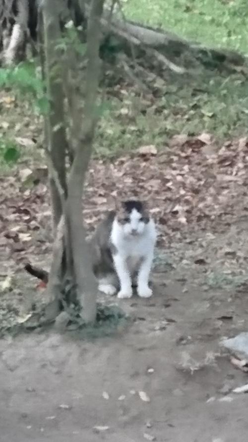 家貓
