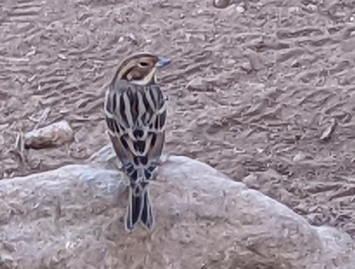 小鵐 小鵐