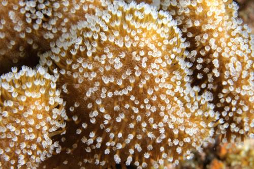 肥厚肉質軟珊瑚