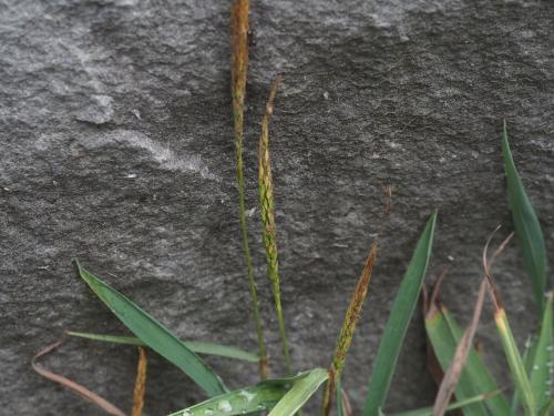 亨利馬唐