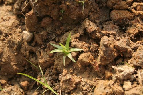 泰山穀精草-Eriocaulaceae榖精草科-穀精草屬-Eriocaulon taishanense-IMG_2096