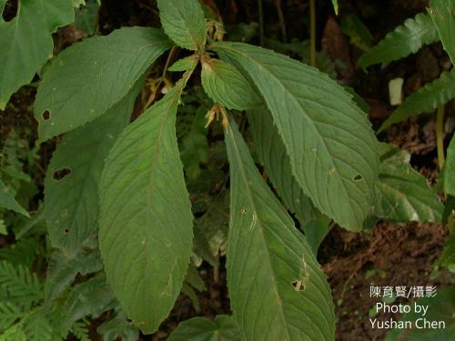 同蕊草 同蕊草