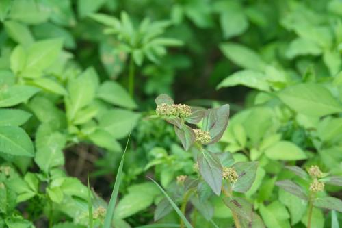 飛揚草 飛揚草