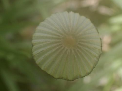 褶紋超鬼傘 褶紋超鬼傘
