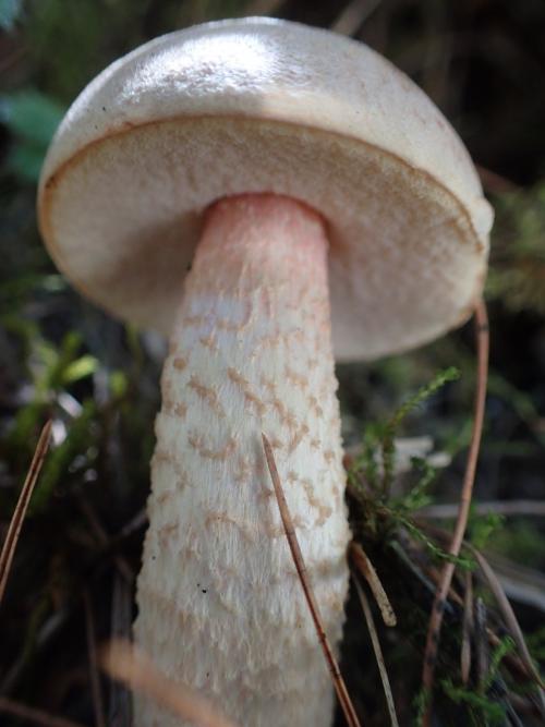 Leccinum holopus(污白疣柄牛肝菌)