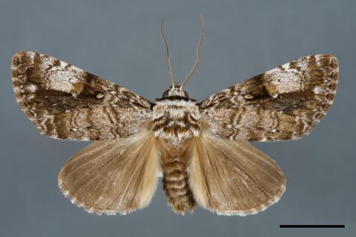 Anacronicta nitida[明后夜蛾][00000098]