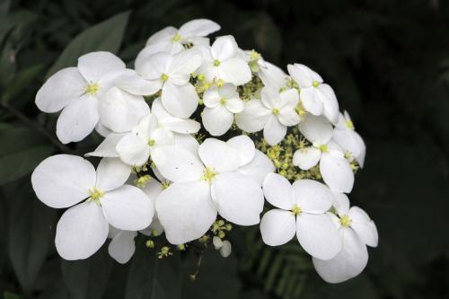 華八仙(華南分布) 華八仙(華南分布)