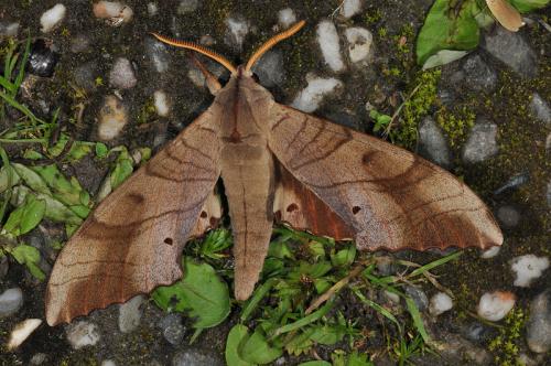 Marumba sperchius 栗六點天蛾