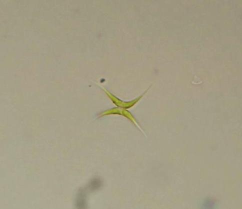 Dicloster acuatus Dicloster acuatus