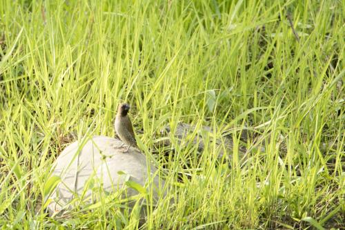 斑文鳥(華南亞種) 斑文鳥(華南亞種)