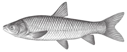 Mylopharyngodon piceus@Jheng0349 Mylopharyngodon piceus@Jheng0349