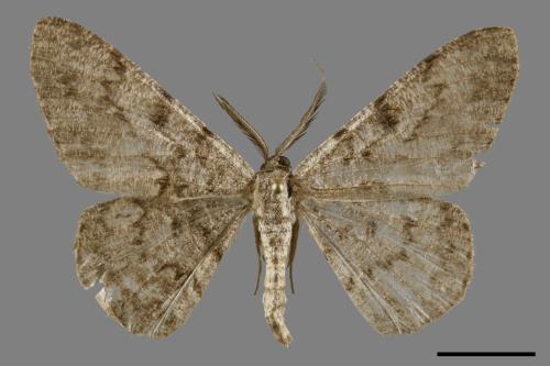 Hypomecis cineracea[齒紋灰褐尺蛾][00120288]