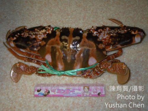 鏽斑蟳 鏽斑蟳