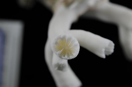 Dendrophyllia arbuscula_DSC4047