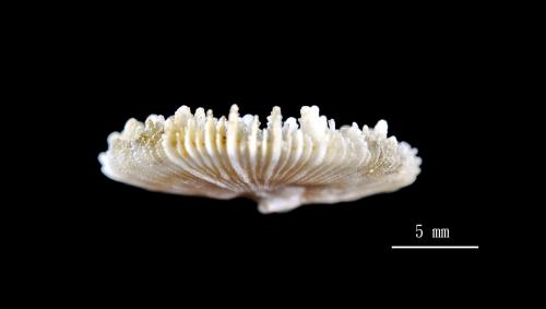 Anthemiphyllia dentata_03