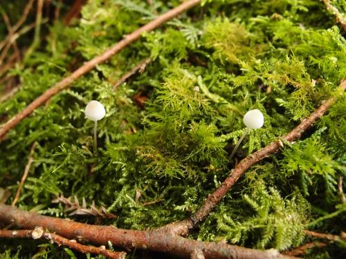 Mycena cf. erubescens f. alba( 疑似紅暈小菇之偏白副種)