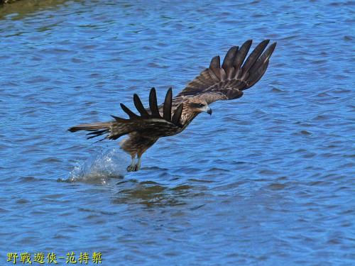 黑鳶 黑鳶