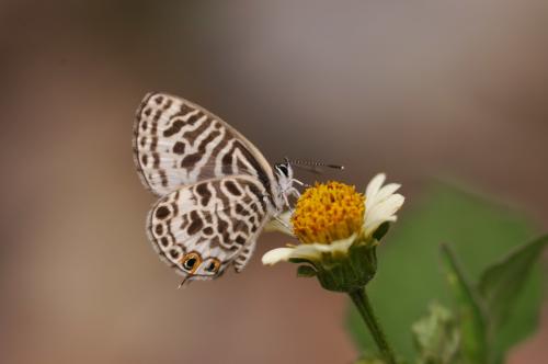 20090930_345783_Leptotes plinius_a.jpg