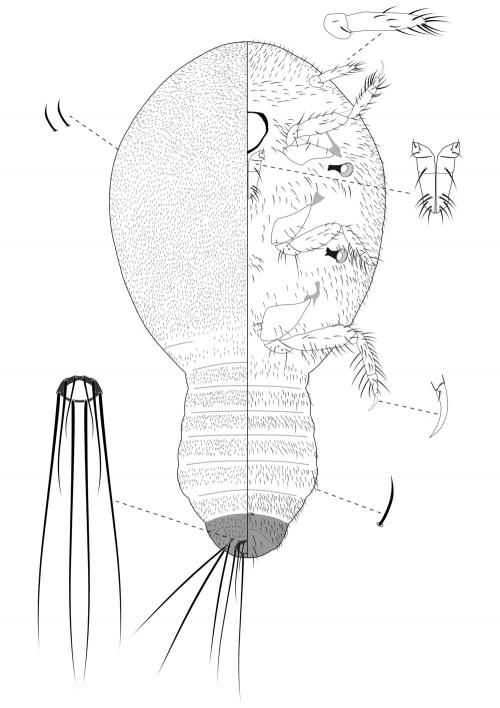 Eumyrmococcus smithii Silvestri, 1926