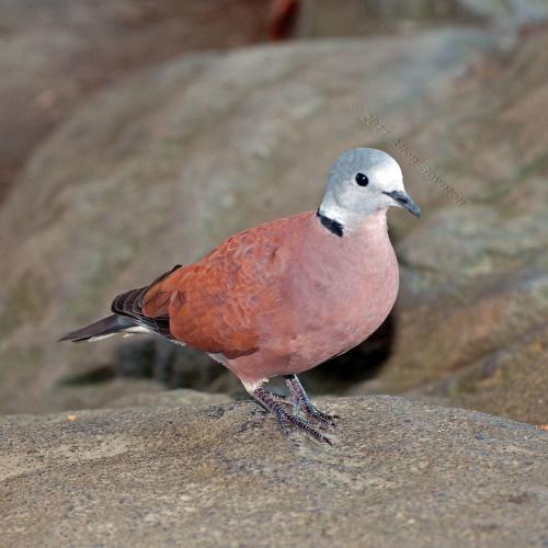 紅鳩 紅鳩