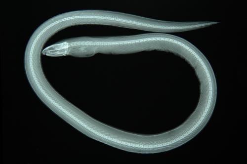 ASIZP0060315