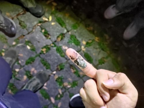 小蟪蛄
