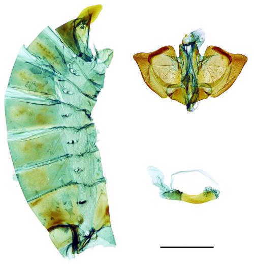 Papilio demoleus Linnaeus, 1758 花鳳蝶 Papilio demoleus Linnaeus, 1758 花鳳蝶
