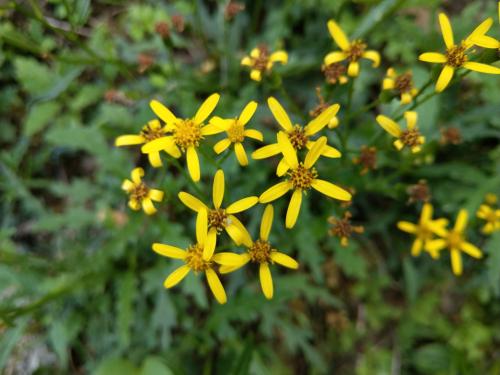 臺東黃菀