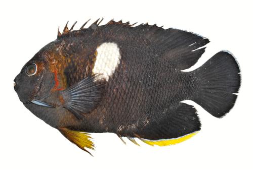 ASIZP0073617 ASIZP0073617