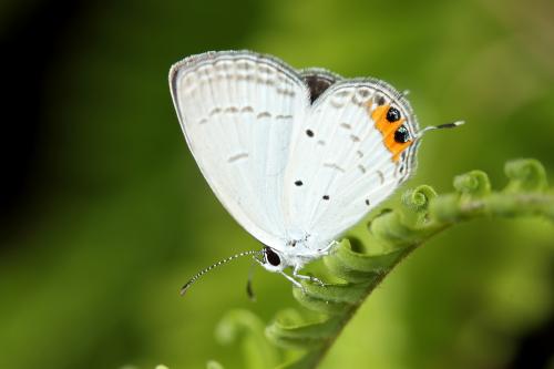 Everes lacturnus