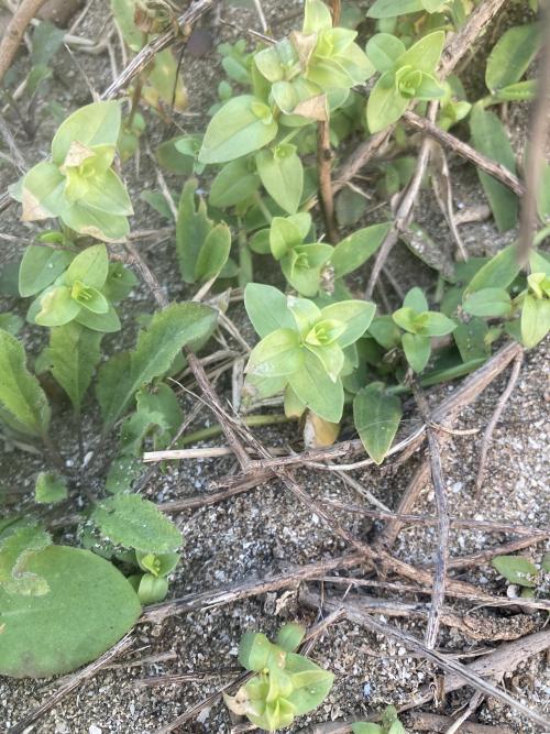 琉璃繁縷 琉璃繁縷