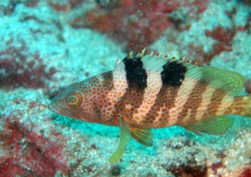 Epinephelus awoara 青石斑魚