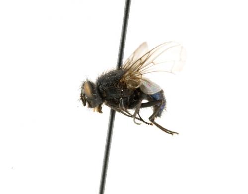 Calliphora pattoni female lateral