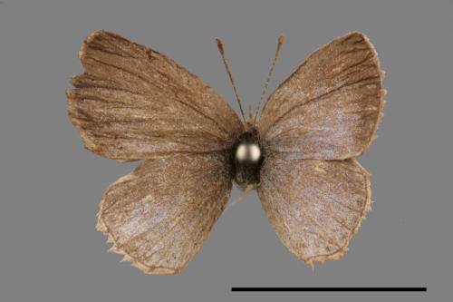 Zizeeria maha okinawana[沖繩小灰蝶][00015366]