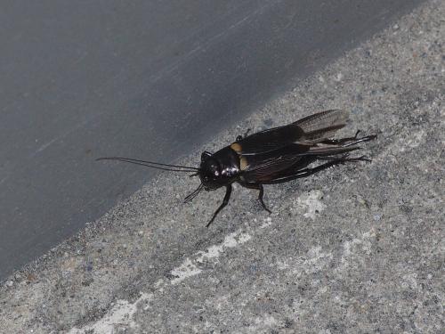 黃斑黑蟋蟀 (雙斑蟋) 黃斑黑蟋蟀 (雙斑蟋)
