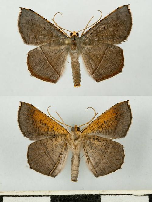 TE0_4789 Plesiomorpha flaviceps.jpg