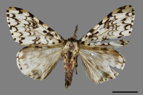 Lymantria concolor concolor[絡毒蛾][00056120]