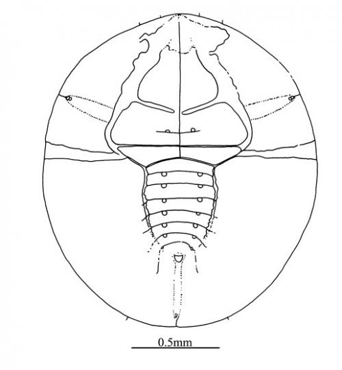 Rusostigma tristylii  (Takahashi, 1935)