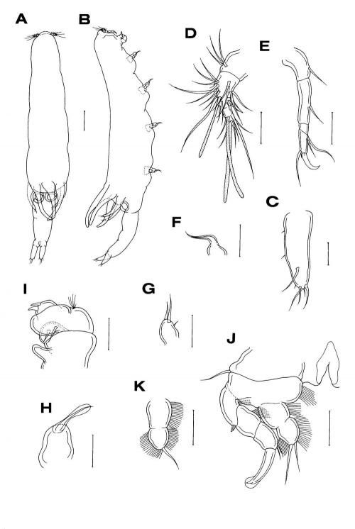 Xarifia comata_雌