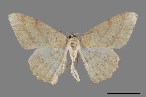 Luxiaria mitorrhaphes[雙斑鈎尺蛾][00094829]