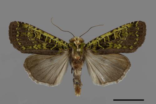 Anaplectoides fuscivirens[00105735]