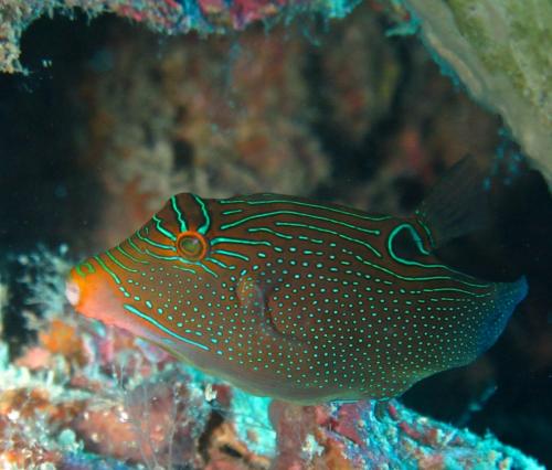 Canthigaster solandri 索氏尖鼻魨