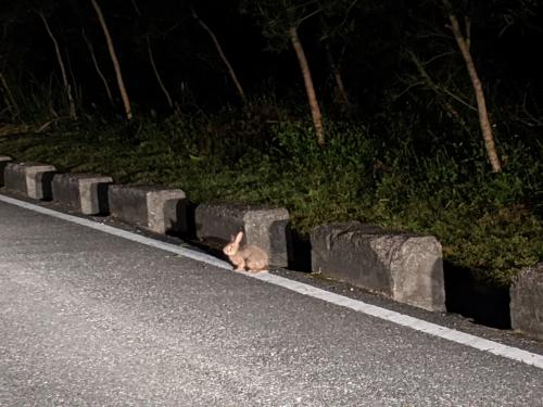 臺灣野兔 臺灣野兔