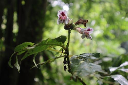 角桐草 角桐草
