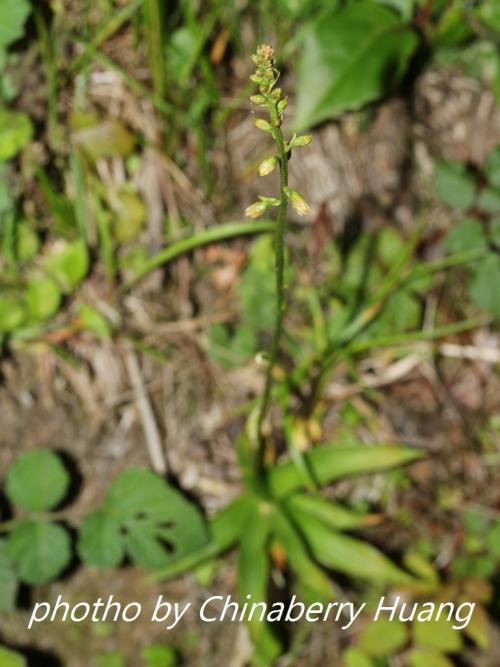 臺灣粉條兒菜 臺灣粉條兒菜