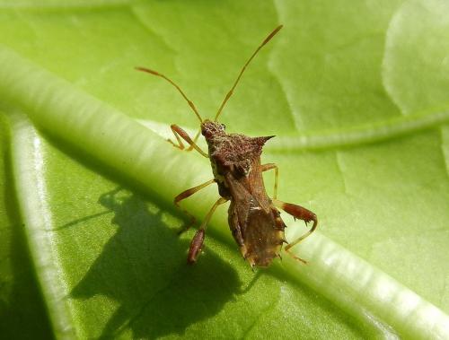 四刺棒緣椿