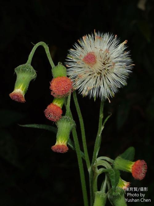 野茼蒿